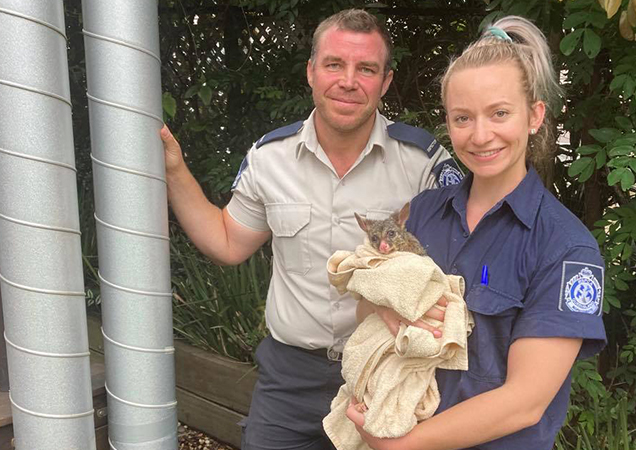 Possum Rescue